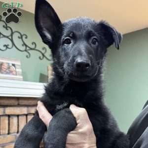 Charlie, German Shepherd Puppy